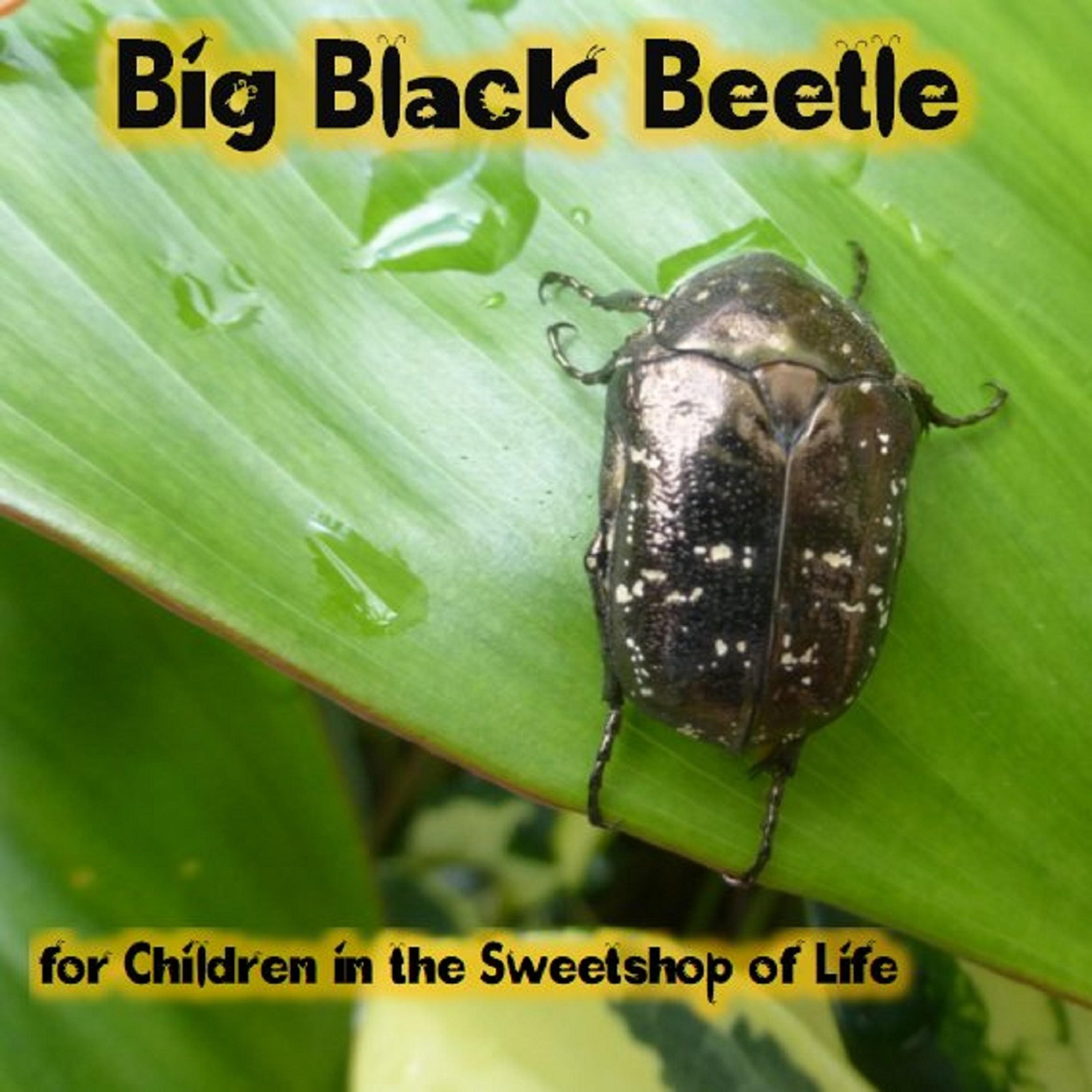 Big Black Beetle