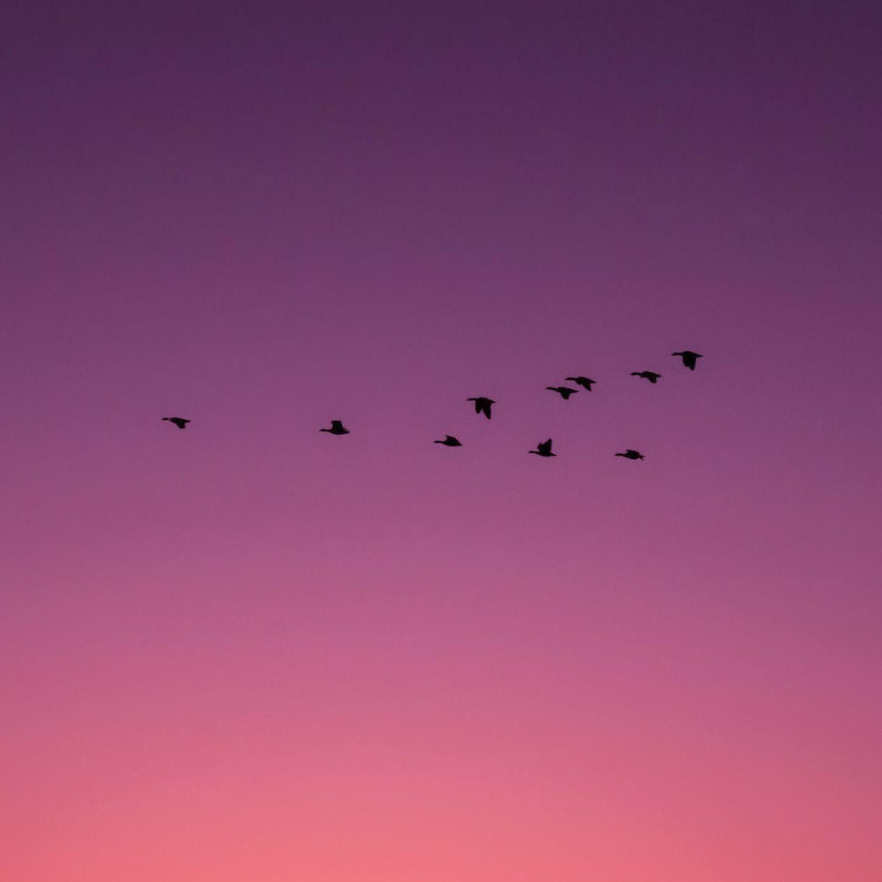 Wings the sky