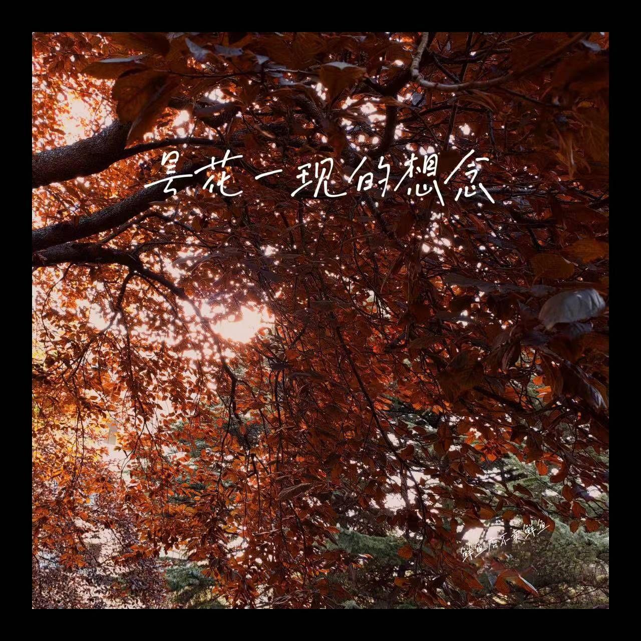 昙花一现的想念