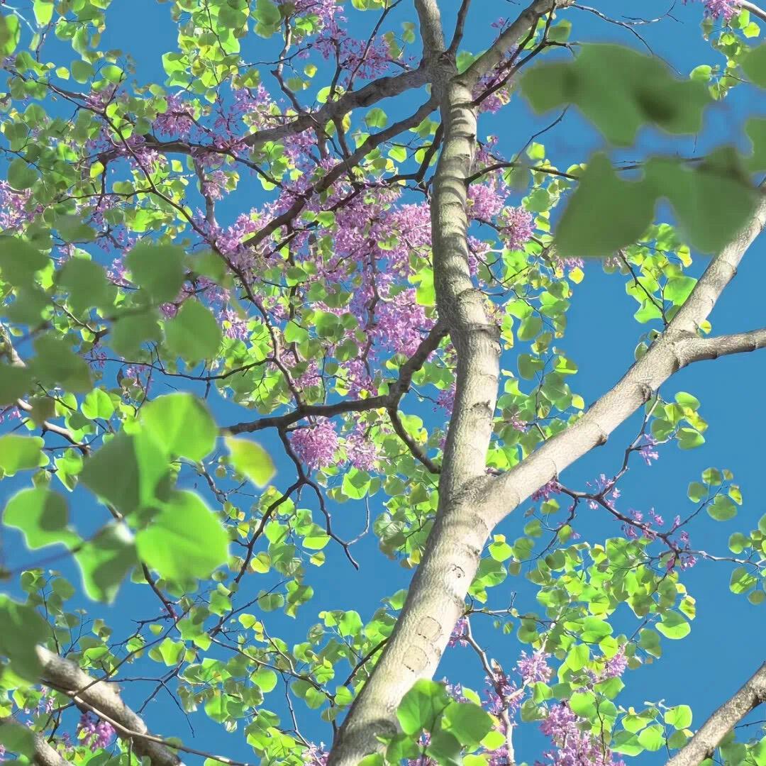 春樱（spring cherry)专辑