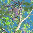 春樱（spring cherry)