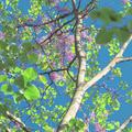 春樱（spring cherry)