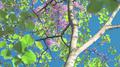 春樱（spring cherry)专辑