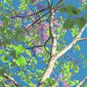 春樱（spring cherry)专辑