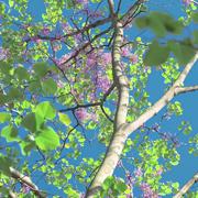 春樱（spring cherry)