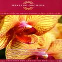 Healing Orchids - The Power Of Flowers 13专辑