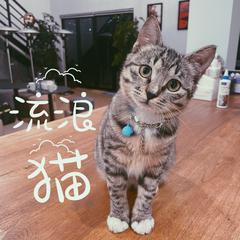 流浪猫