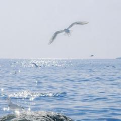 阿拉斯加海湾