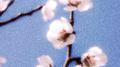 Plum专辑
