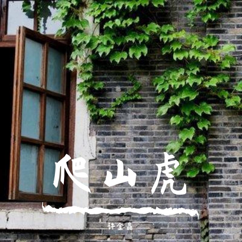 爬山虎