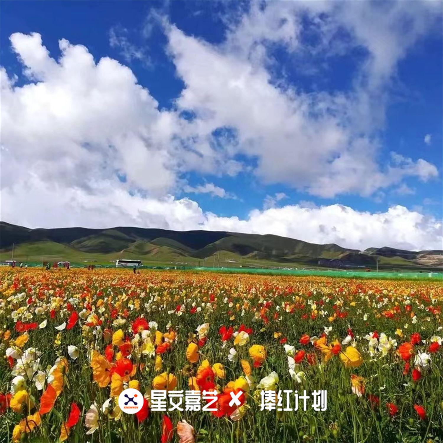 种了一根葱