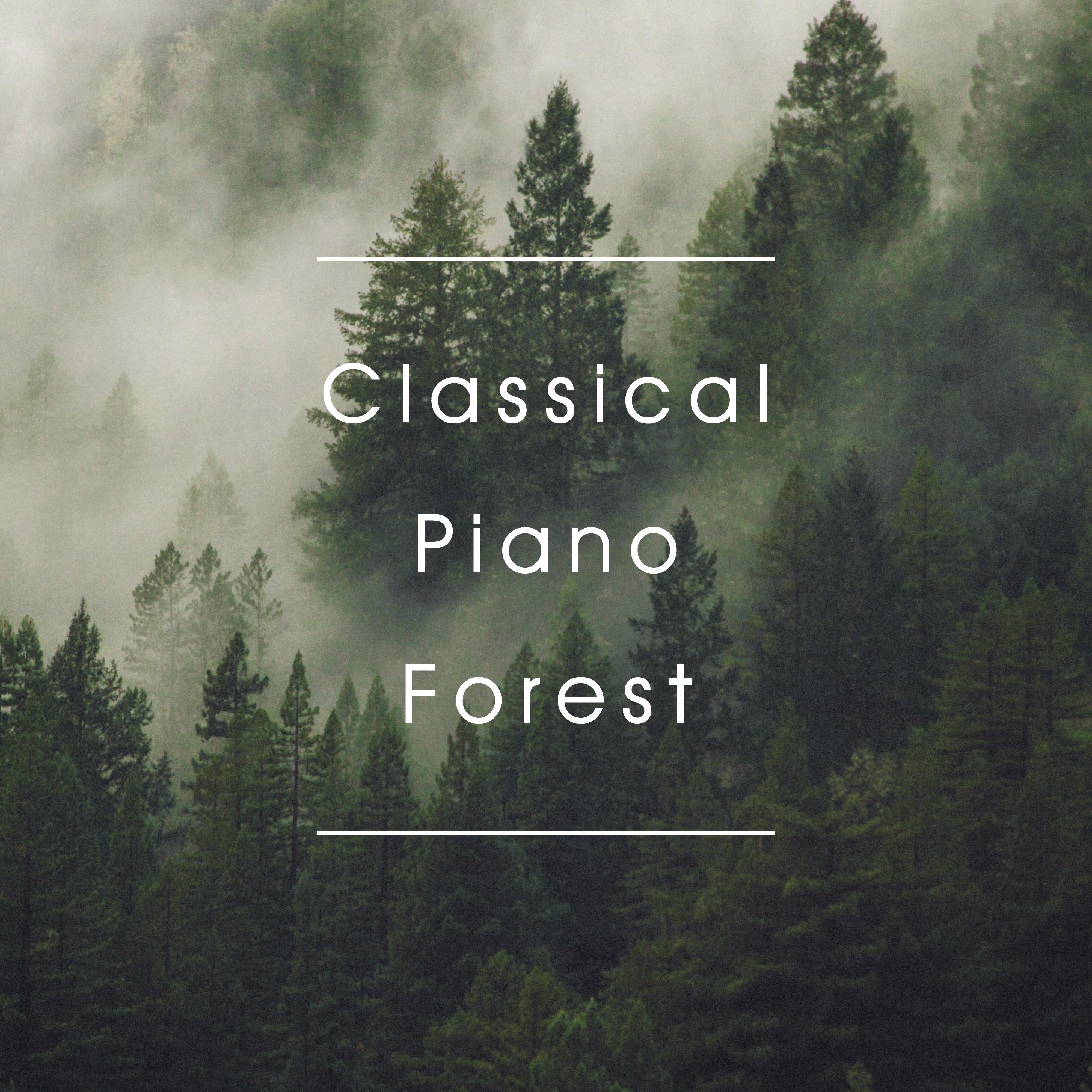 晨雾浮光 (森林划船)