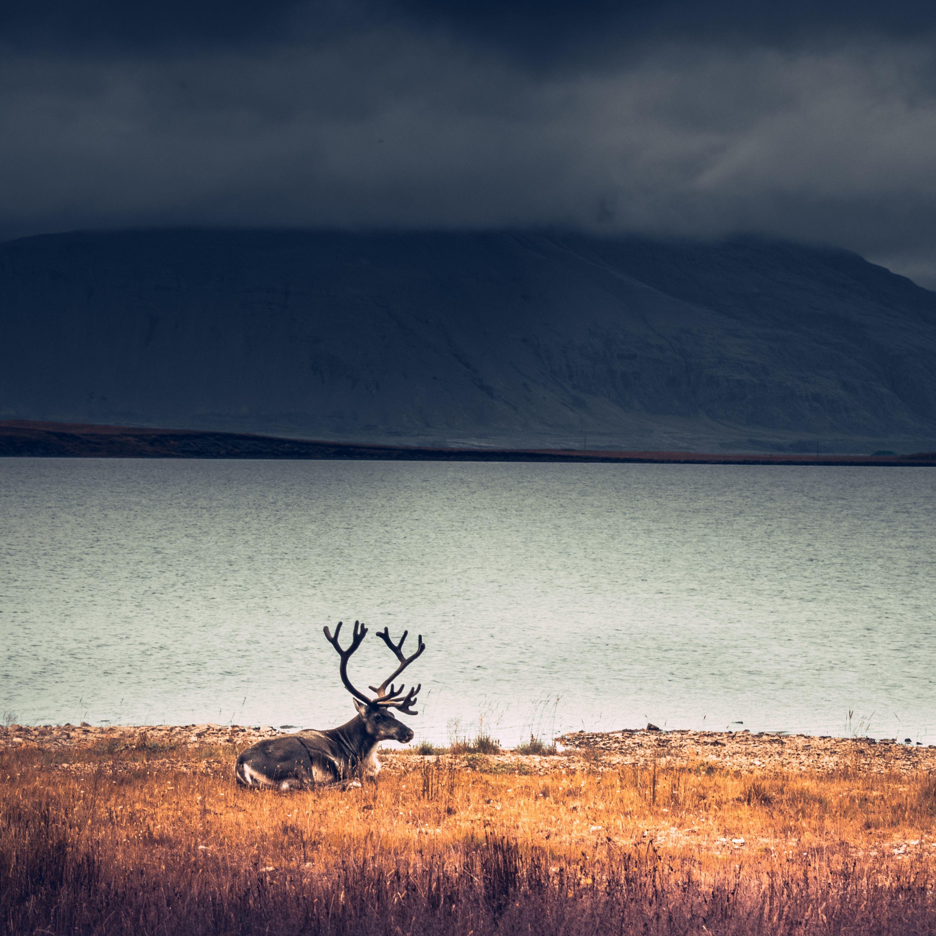 Mindful Nature Melodies