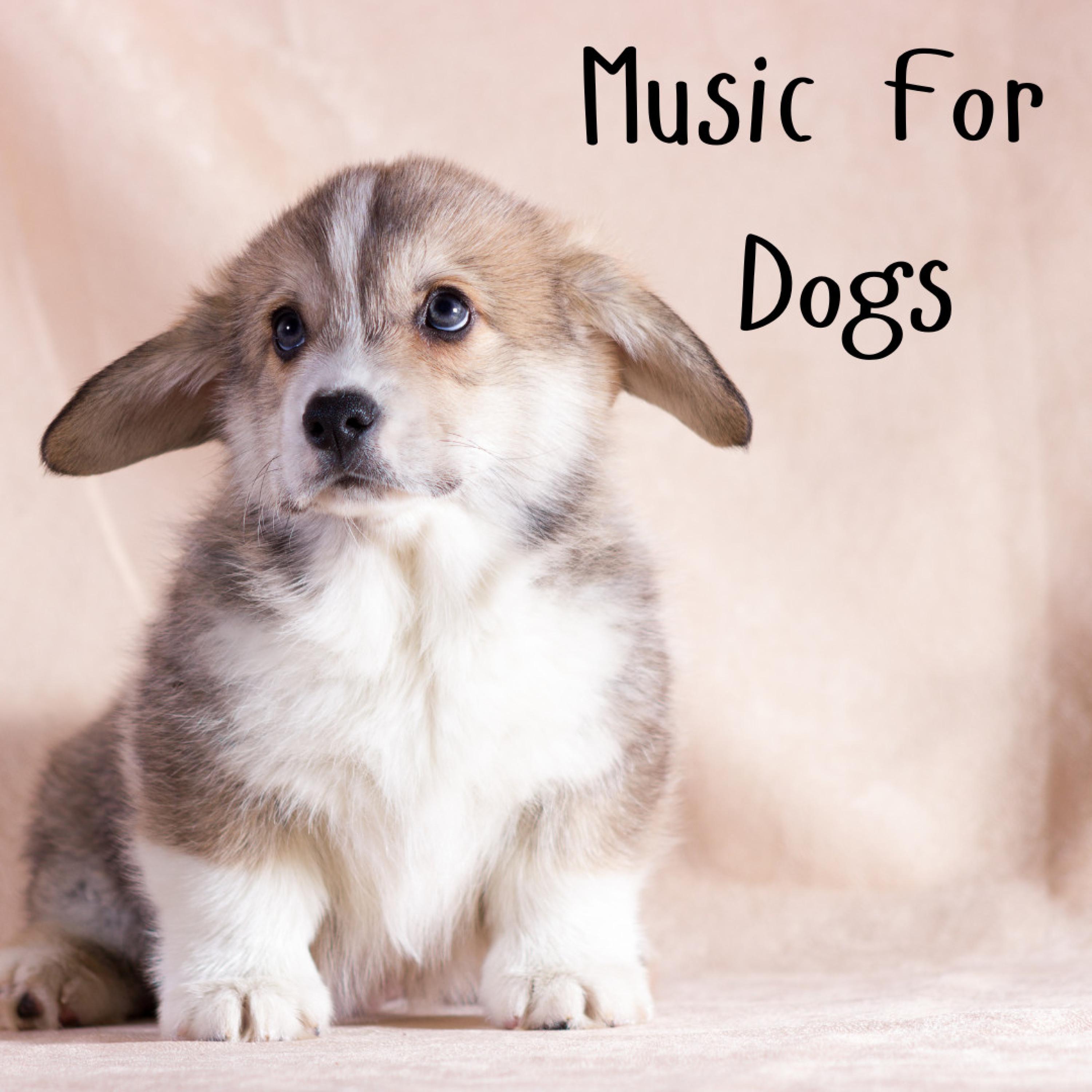 Music For Dogs - Dreamy Dog Days