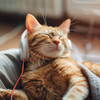 Music for Relaxing Cats - Comforting Whisker Vibes