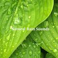 16 Ambient Rain Sounds: Natural Sounds for Stress Relief, Sleep, Anxiety and Wellbeing