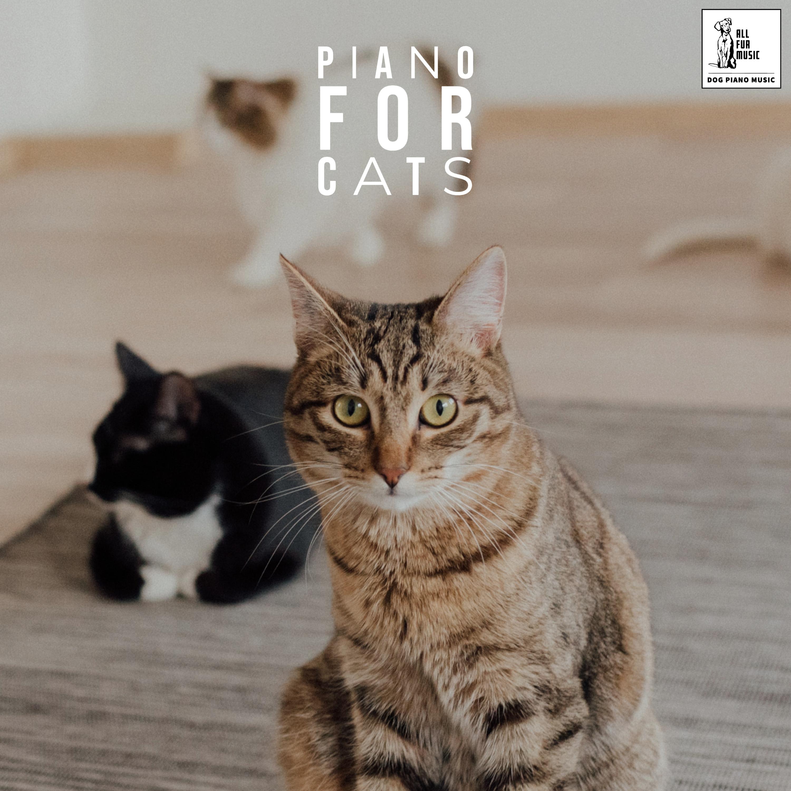 Piano For Cats