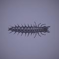 The centipede