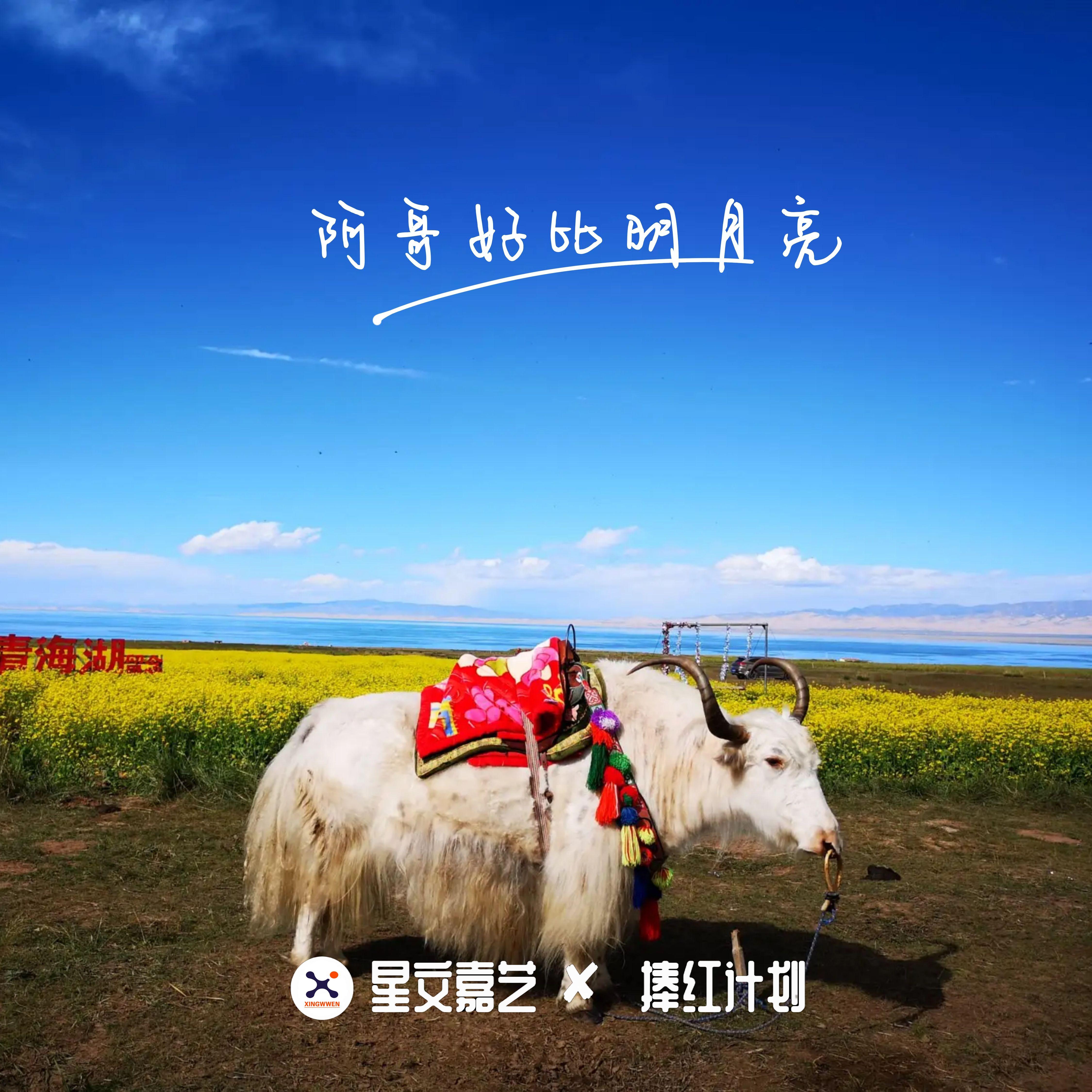 青海花儿歌曲封面