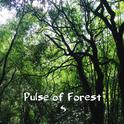 Pulse of Forest (dedicated to Gloria)专辑