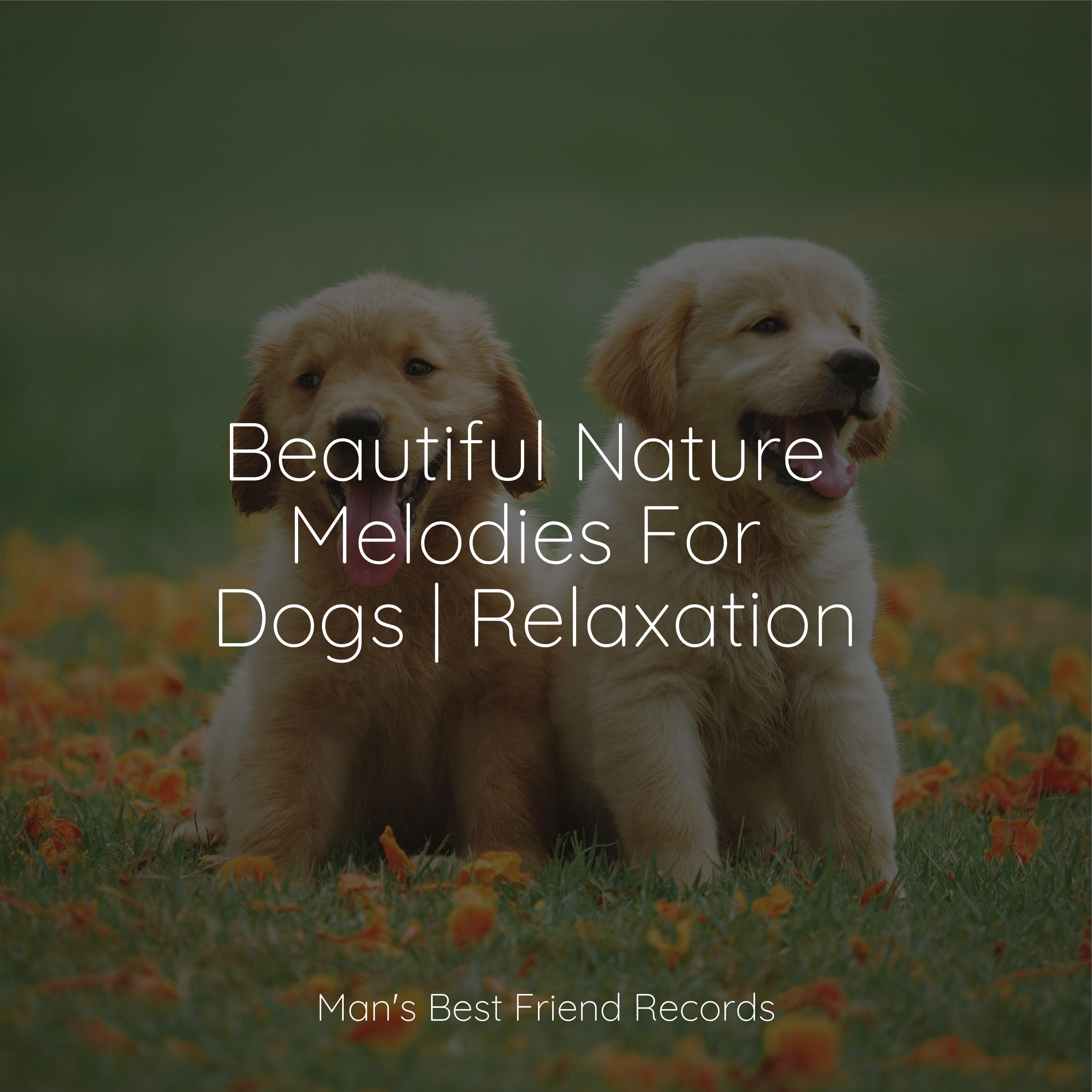 Relaxation Music For Dogs - Karma Flows