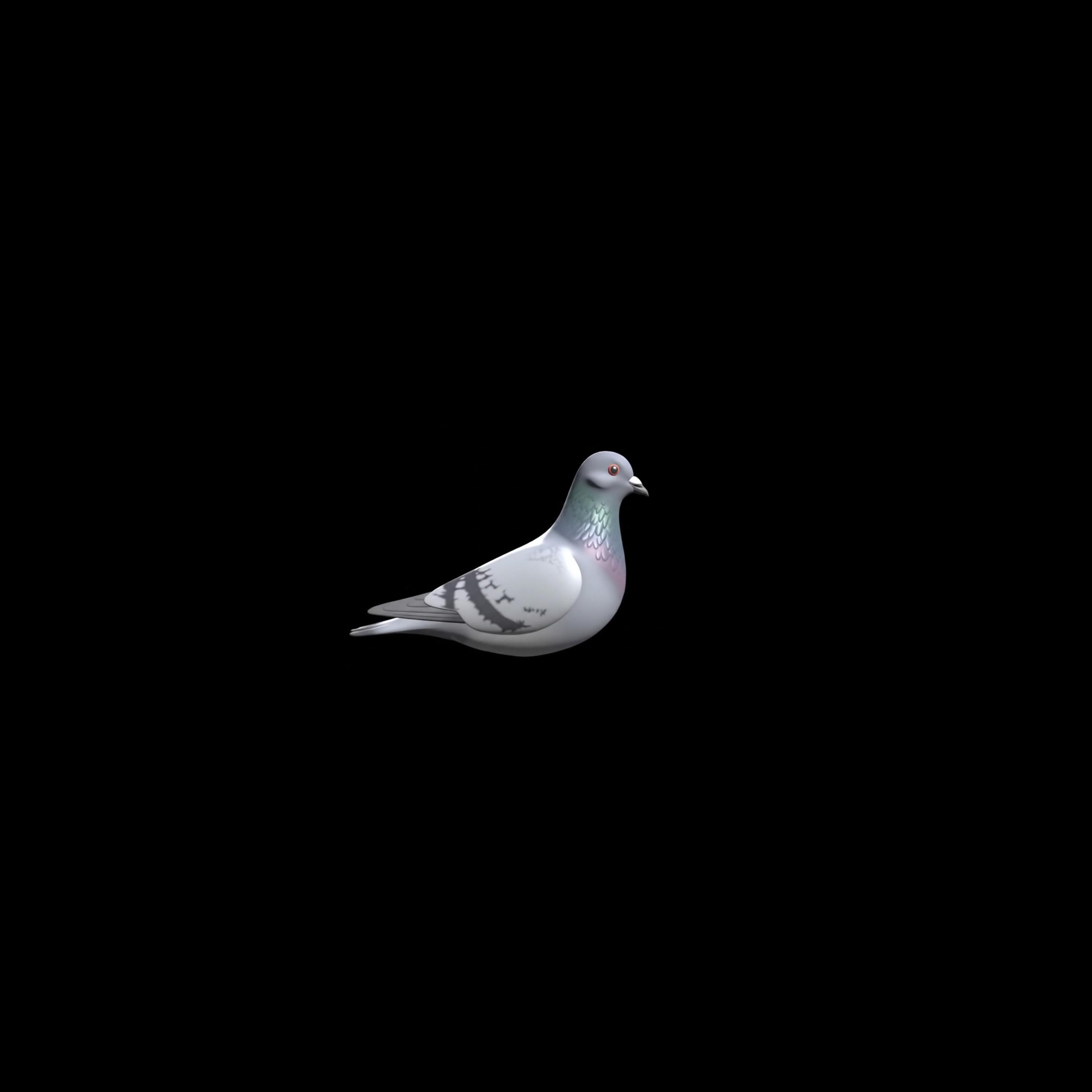 BIRDS