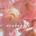 crabapple