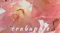 crabapple专辑