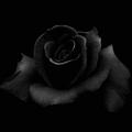 Black Rose.