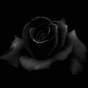 Black Rose.专辑