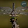 Cozy Nature Soothing Music Library - Northern Blue Jay