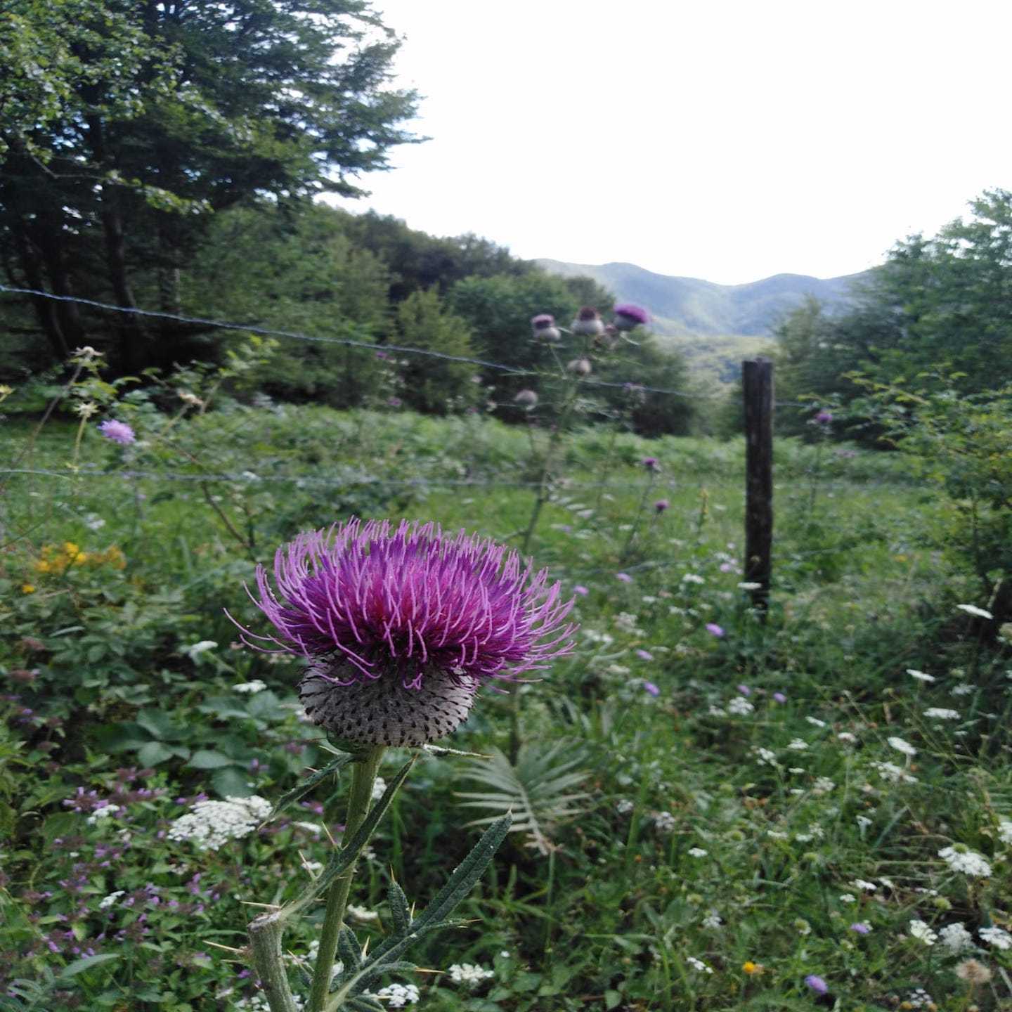 Il sogno di un fiore