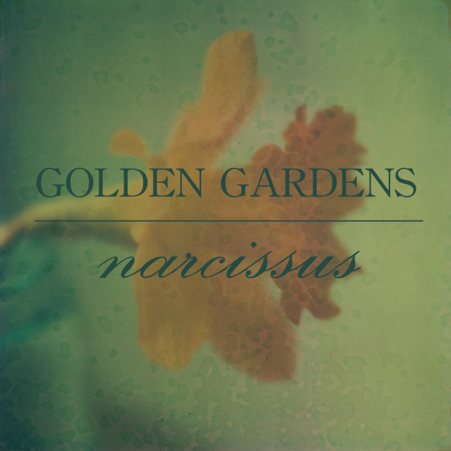 Narcissus