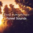 Forest Sounds (Sleep & Mindfulness)