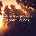 Forest Sounds (Sleep & Mindfulness)专辑