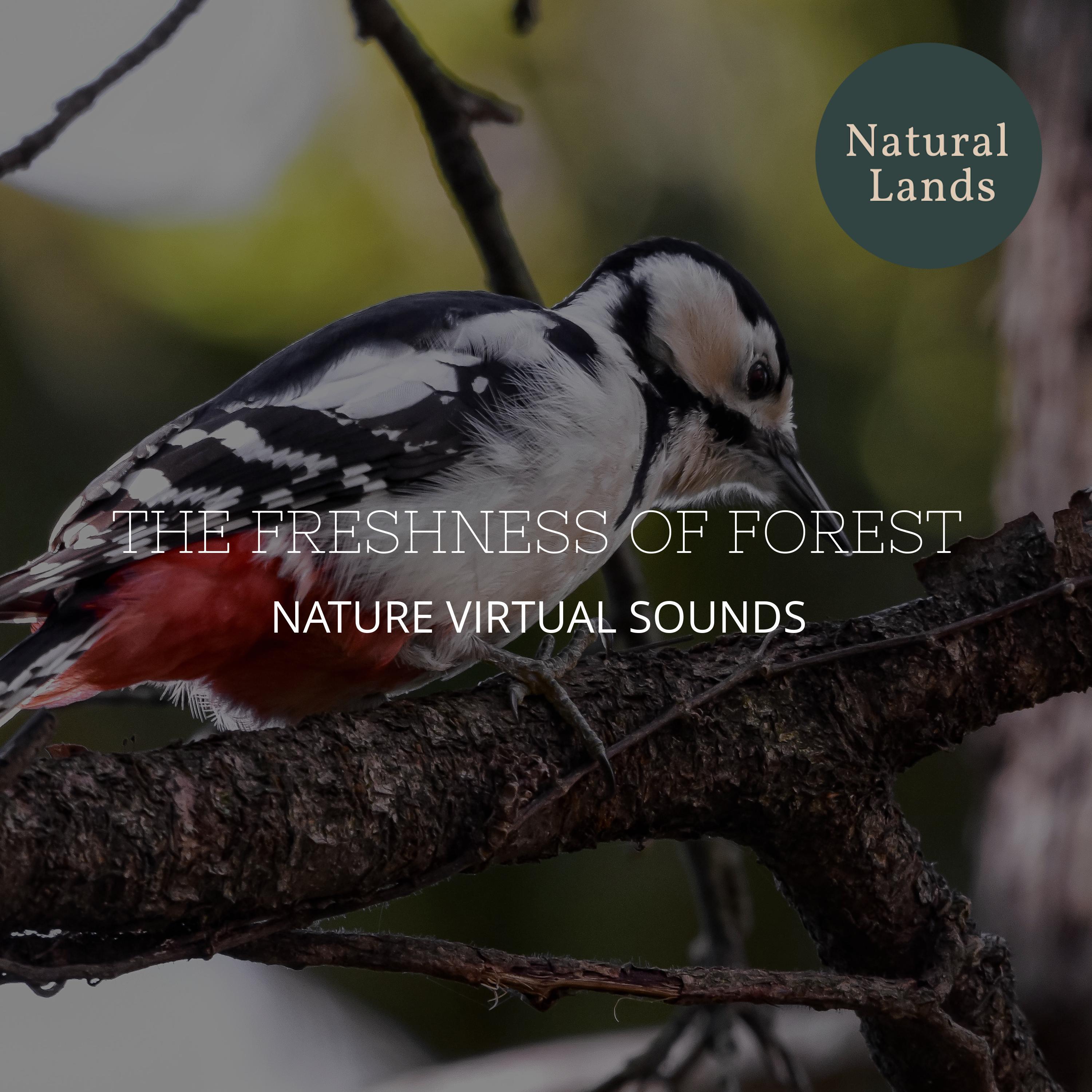 The Freshness of Forest - Nature Virtual Sounds