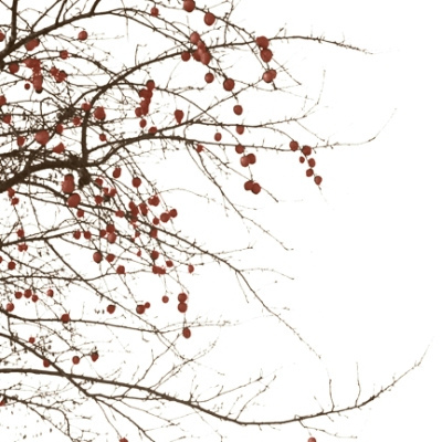The Apple Tree