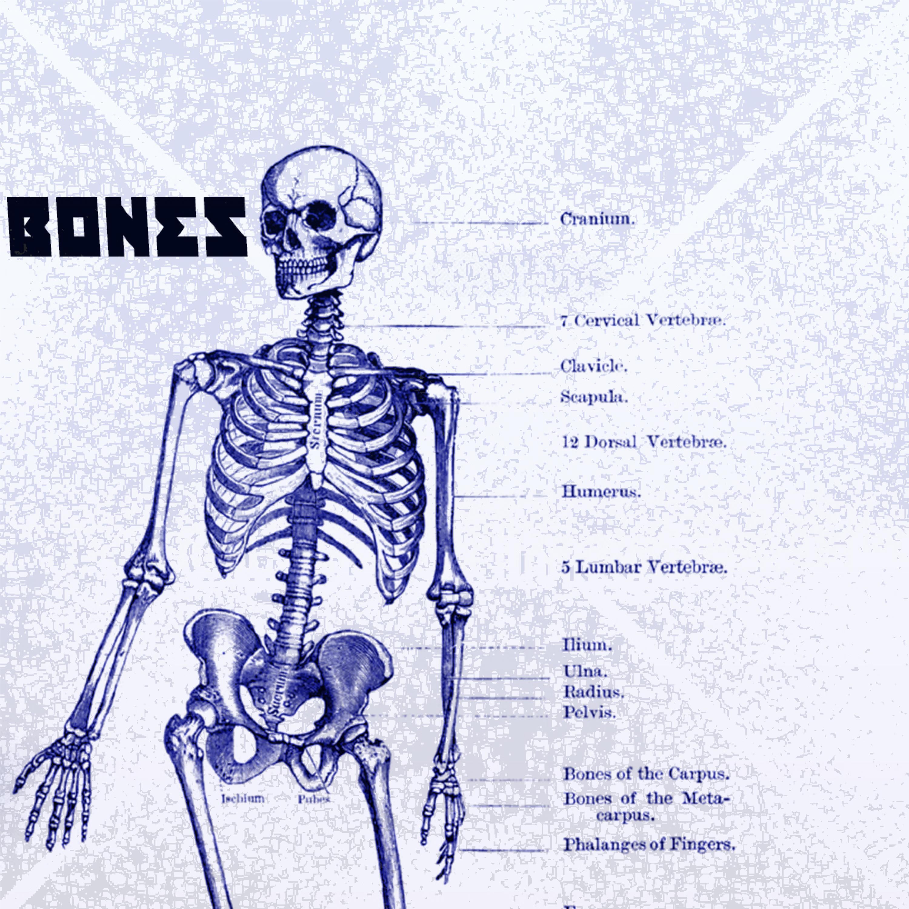 Bones