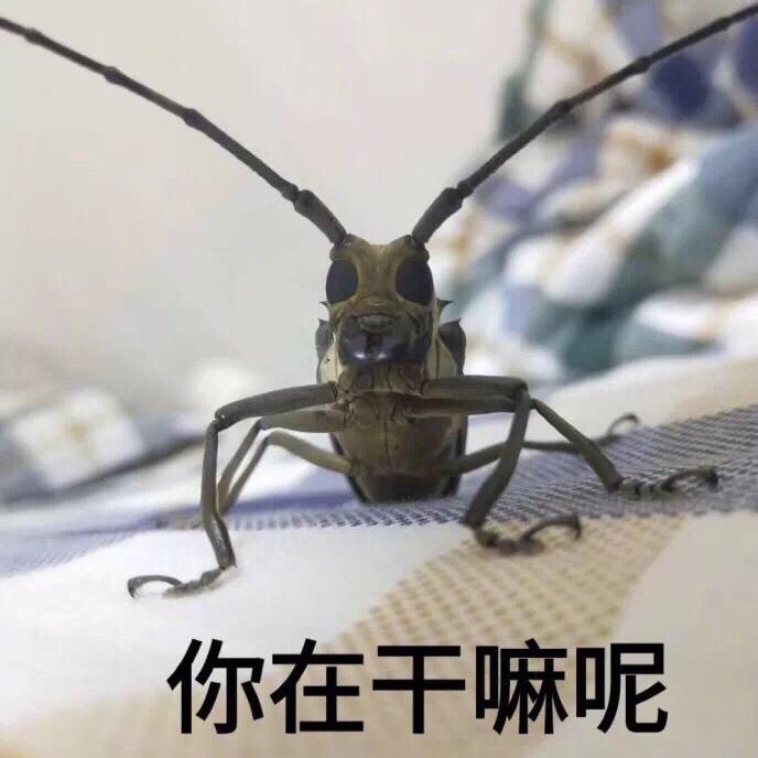 在音乐码农之路越走越远专辑