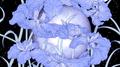 Iris (Remixes)专辑