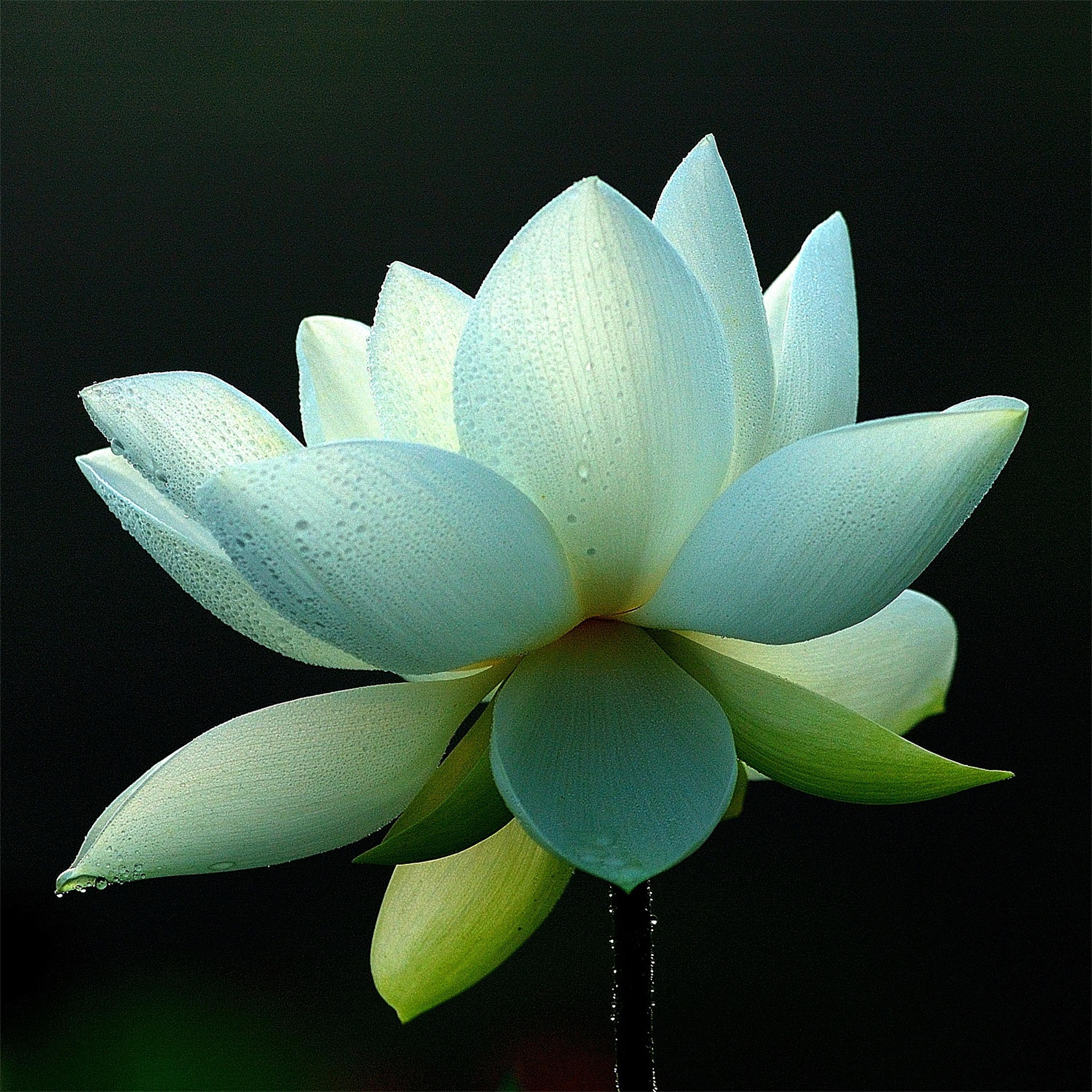 韩磊-《普贤行愿品》