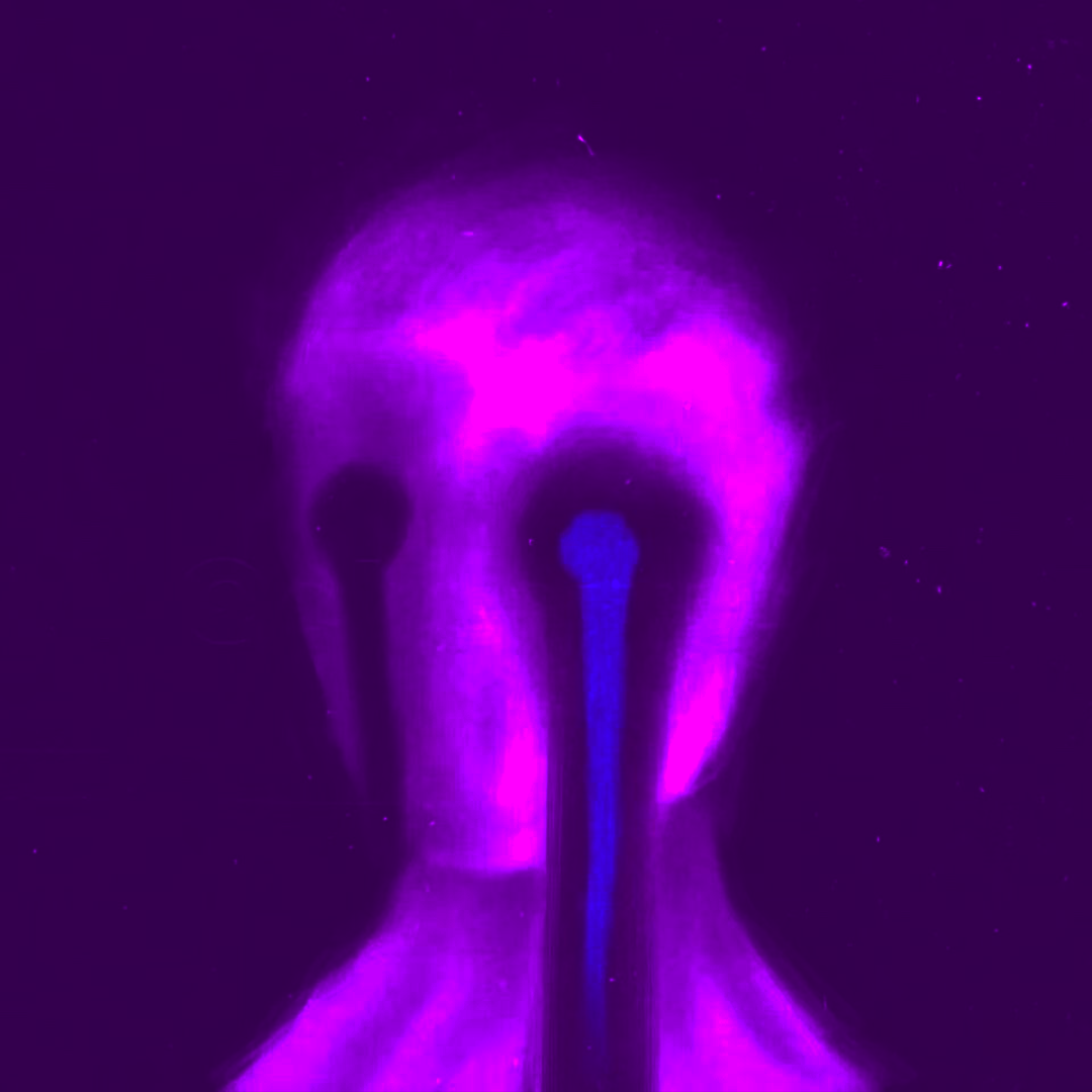 择日ELECTIONAL